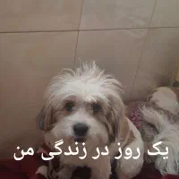 سگ گم شده|حیوانات|ملارد, |دیوار