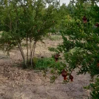 فروش-یا-معاوضه1000متری