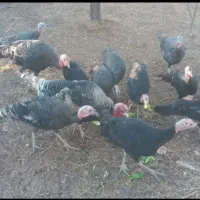 بوقلمون فروشی