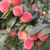 نهال‌ونهالستان‌ شناسه دار گیلاسی