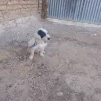 سگ پاکوتاه پشمالو