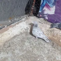 سرور نر|پرنده|پاکدشت, پاکدشت (مامازند)|دیوار