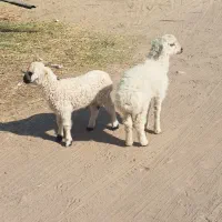 جفت بره نر علف خوار