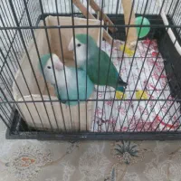 دو عدد طوطی برزیلی خوش رنگ