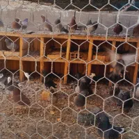 فروش کبوتر|پرنده|پیر بکران, |دیوار