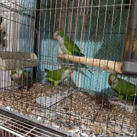 طوطی راهب سبز ۶عدد