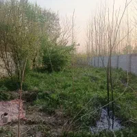 زمین روستایی در گیلان، لشت نشا،روستای پسبیجار گفشه|فروش زمین و ملک کلنگی|لشت نشا, |دیوار