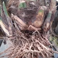 نهال برحی|خدمات باغبانی و درختکاری|شادگان, |دیوار