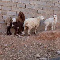 میش فروشی بره نر