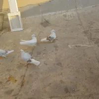 کبوتر دوکت.پشتدار سرور|پرنده|کرج, ساماندهی|دیوار