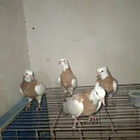 جوجه طوقی زرد خال سیاه نسل عالی