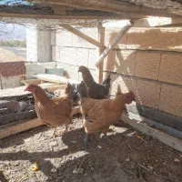 مرغ|پرنده|فارسان, |دیوار