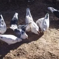 کبوتر|پرنده|خرم‌آباد, |دیوار