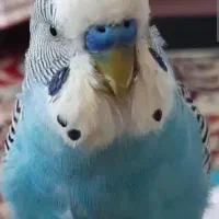 مرغ عشق فروشی