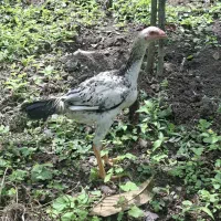 مرغو خروس لاری اصیل