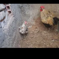 مرغ وخروس گلین