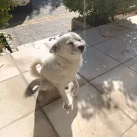 آشتپیز ژاپنی|سگ|الیگودرز, |دیوار