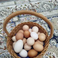 تخم نطفه دار نژاد های مختلف