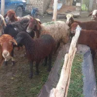 میش بره دار