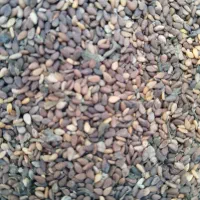 کنجد درجه یک|عمده‌فروشی|حمیدیه, |دیوار