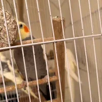 عروس هلندی|پرنده|تهران, سردارجنگل|دیوار