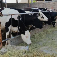 گاو آبستن بالا جوان