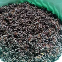 زرشک|خوردنی و آشامیدنی|جغتای, |دیوار