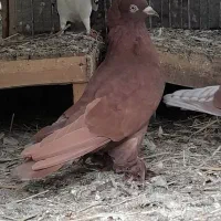 کبوتر سرخ ماده