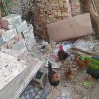 مرغ و خروس جوجه|حیوانات مزرعه|اندیمشک, |دیوار