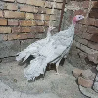 جوجه بوقلمون اسلیت