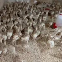 جوجه بوقلمون بوربون کانادایی