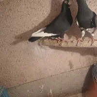 یک جفت کفتر مینا سیاه قلدور