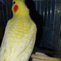 عروس هلندی لوتینو زعفرانی