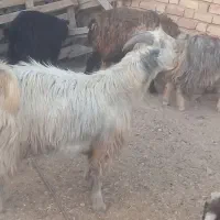 میش آبستن کهره بره|حیوانات مزرعه|مرودشت, علیآباد|دیوار