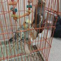 پرنده عروس فروشی