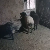 شیشک شالی|حیوانات مزرعه|رامند, |دیوار