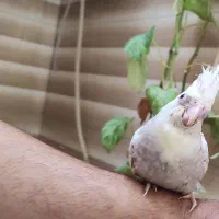 ..عروس هلندی البینو