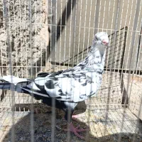 کفتر رنگه|پرنده|مشهد, امیرآباد|دیوار