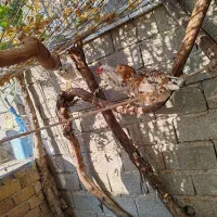 تخم نطفه دار گلین|حیوانات مزرعه|کرج, کیانمهر|دیوار