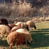 بره‌ نر وماده