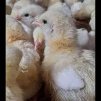 پخش جوجه گوشتی راس 3080