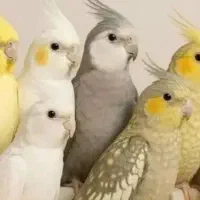 انواع قناری و طوطی سانان و جوجه های سرلاکی