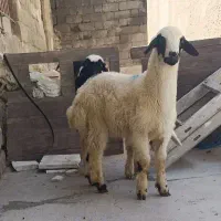 بره خرج خور