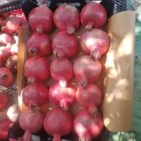 فروش و اجاره انار کوهمره|عمده‌فروشی|شیراز, محمدیه|دیوار