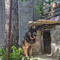 سگ گمشده|حیوانات|مشهد, ثامن|دیوار