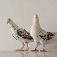 کبوتر
