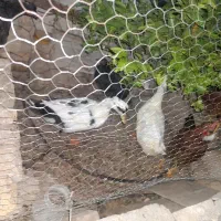 فروش اردک
