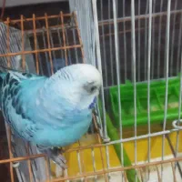 مرغ عشق|پرنده|ایذه, |دیوار