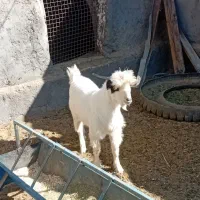 ۱عدد بزغاله  سفت چاق بضمانت  گوشت