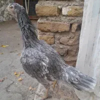 مرغ لاری نژاد اصل|حیوانات مزرعه|خوی, |دیوار